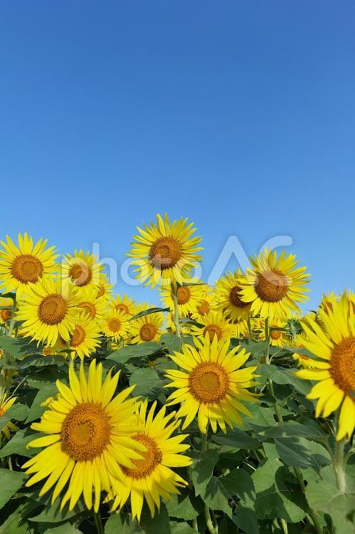 座間ひまわりまつりのひまわり畑 ひまわり,座間ひまわりまつり,畑の写真素材