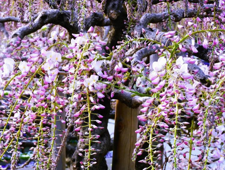 あしかがフラワーパーク『藤の花』 藤の花,あしかがフラワーパーク,植物の写真素材