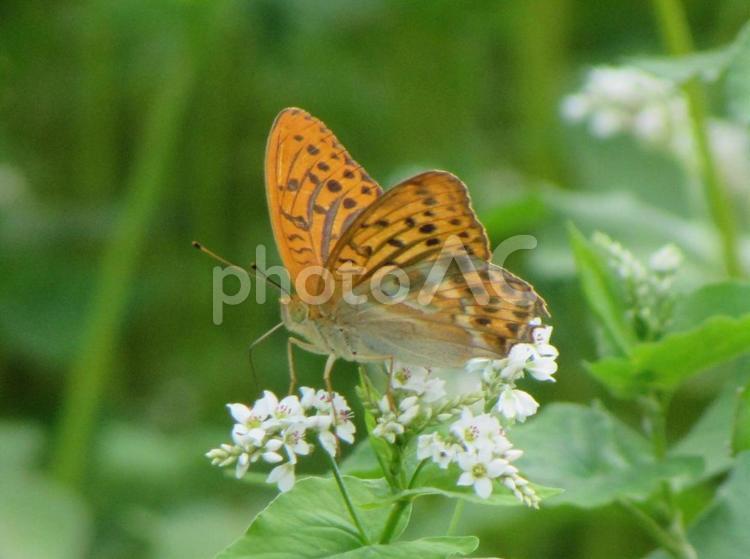 ミドリヒョウモンとソバの花c ミドリヒョウモン,ヒョウモンチョウ,蝶の写真素材