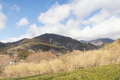 青空とロウバイと茶畑 ロウバイ,花,黄色の写真素材