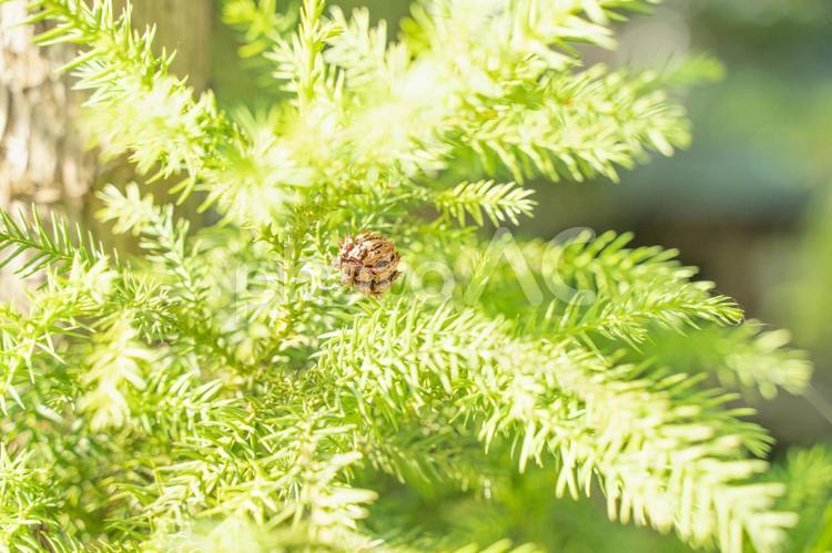 植物　とげとげの葉っぱの壁紙 葉っぱ,初夏,壁紙の写真素材