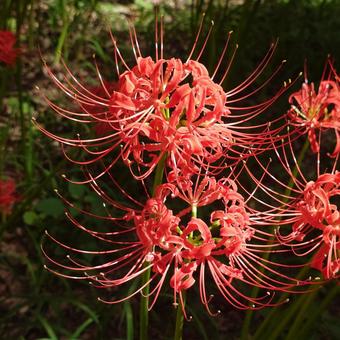 色鮮やかな曼珠沙華 色鮮やかな曼珠沙華の写真