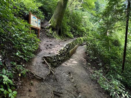 夏の高尾山　四号路　ハイキングコース 夏,高尾山,四号路の写真素材