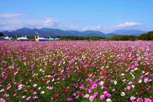 一面のコスモス畑・宮崎県西都原 一面のコスモス畑・宮崎県西都原の写真