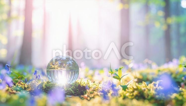 水晶玉／苔と青い花の森 クリスタルボール,水晶玉,森の写真素材
