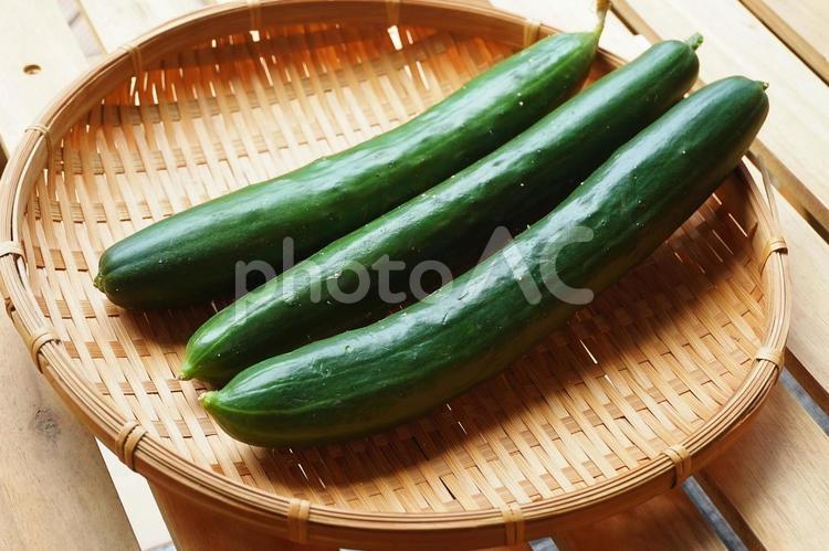 朝採りのきゅうり 夏野菜,きゅうり,キュウリの写真素材