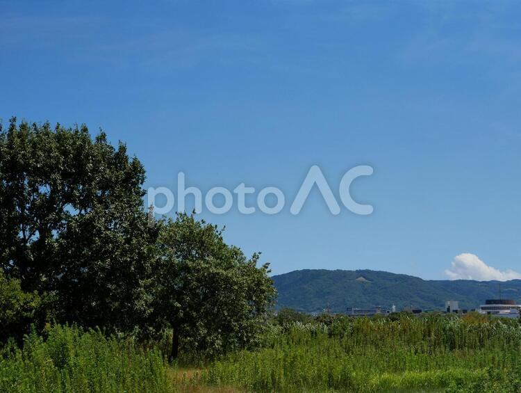 青空の樹木  青空,樹木,空の写真素材