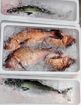 市場に並んだ鯛とハマチ 市場に並んだ鯛とハマチ 魚,鮮魚,真鯛の写真素材