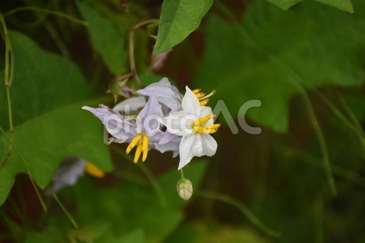 小満過ぎの曇った朝のワルナスビの花 悪茄子,ノハラナスビ,オニナスビの写真素材