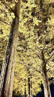 メタセコイヤ 夜,幻想的,ライトの写真素材