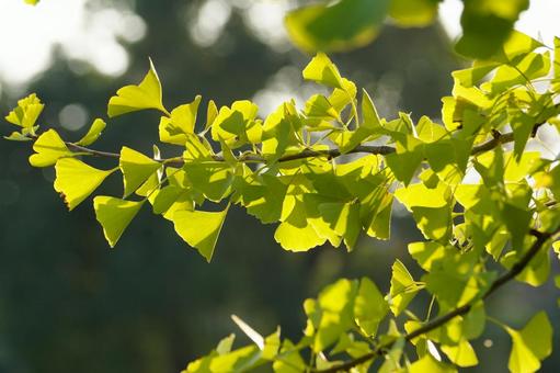 イチョウの葉の写真