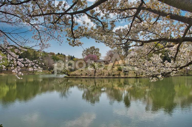 	対岸の桜山をのぞむ 桜,春,風景の写真素材
