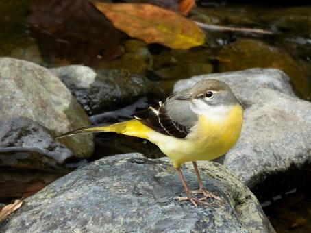 キセキレイ キセキレイ,野鳥,鳥の写真素材