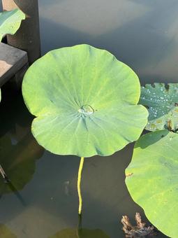 蓮 蓮の写真