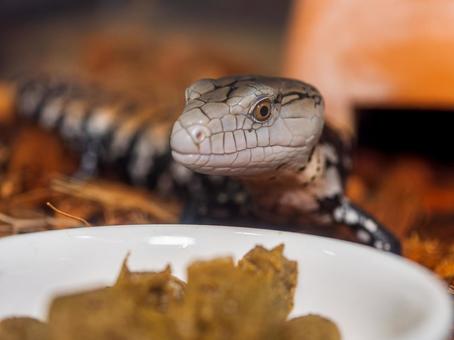 餌を食べるアオジタトカゲのアップ 餌を食べるアオジタトカゲのアップの写真