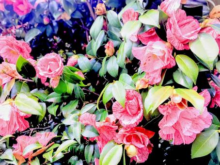 花 花の写真