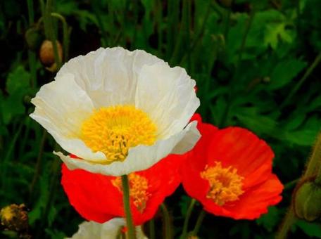 ポピーの写真