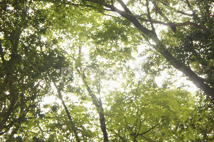 木漏れ日 晴れ,木,自然の写真素材
