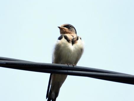 電線につかまるツバメの幼鳥 電線につかまるツバメの幼鳥 鳥,野鳥,ツバメの写真素材