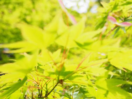 青もみじ 青もみじの写真