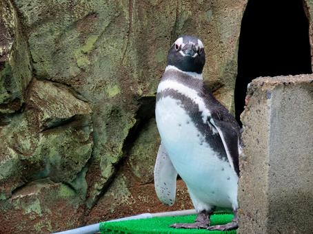 巣穴から出てきたペンギン 巣穴から出てきたペンギン ペンギン,動物,生き物の写真素材