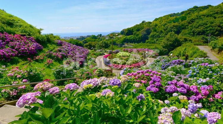満開の紫陽花が咲き誇る　あじさいガーデン あじさい,紫陽花,あじさいの里の写真素材