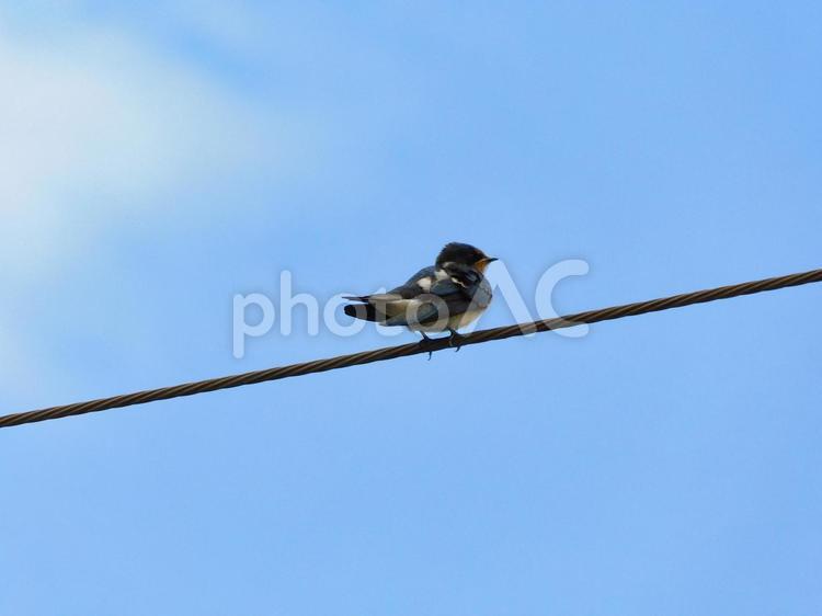 電線にとまるツバメと青空1 ツバメ,野鳥,春の写真素材