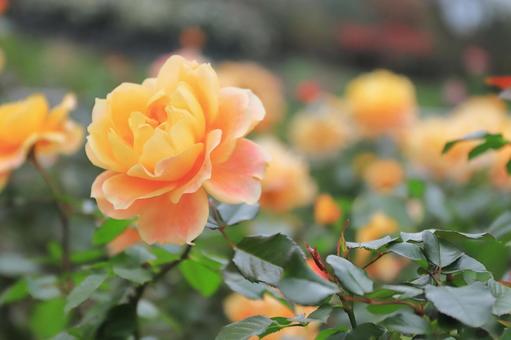 オレンジ色の薔薇の花（万葉） ばら,バラ,薔薇の写真素材