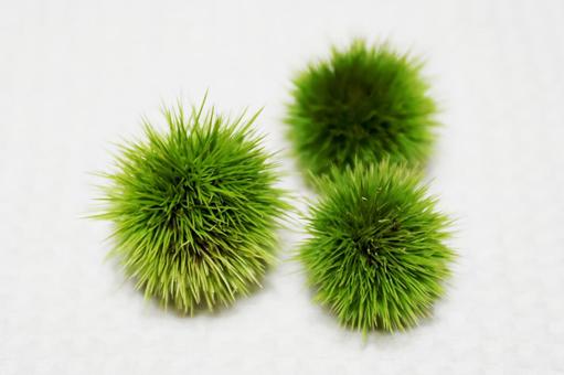 いが栗3 いが栗3 イガ,栗,緑の写真素材