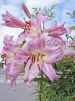 ピンクのユリ・その4 ピンクのユリ・その4 ユリ,百合,花の写真素材