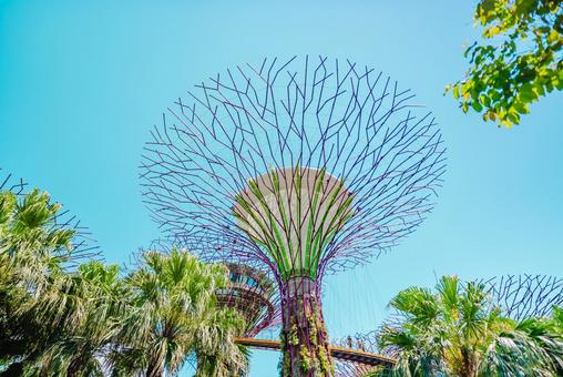 【シンガポール】スーパーツリー 【シンガポール】スーパーツリー シンガポール,スーパーツリー,植物園の写真素材