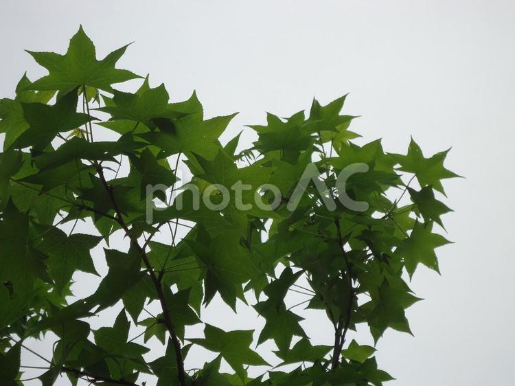 モミジバフウ　紅葉葉楓　アメリカフウ しょくぶつ,アメリカフウ,モミジバフウの写真素材