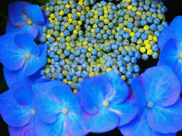 アジサイ#12 あじさい,紫陽花,水色の写真素材