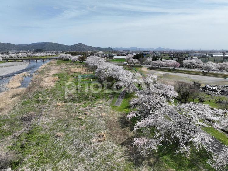 岐阜県　池田町の春の風景 桜,満開,春の写真素材