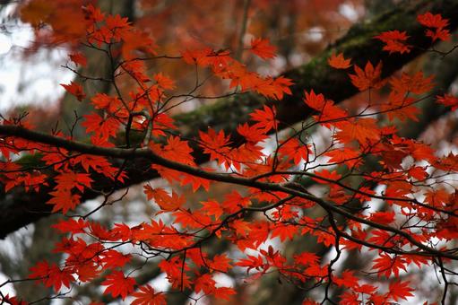 紅葉モミジ⑤ 紅葉モミジ⑤の写真