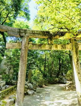 木漏れ日の中の鳥居 木漏れ日の中の鳥居の写真
