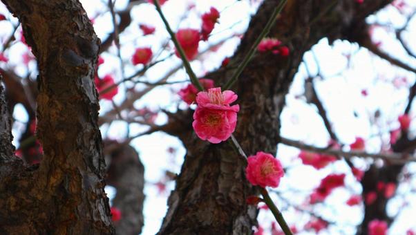 Photo, plum, flower, tsurumi green park, 