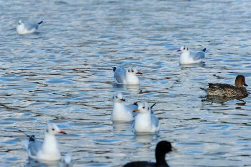 冬の湖面に揺れる水鳥たち 冬の湖面に揺れる水鳥たち ユリカモメ,オオバン,オナガガモの写真素材