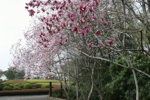 モクレン・シモクレン　咲く風景の写真