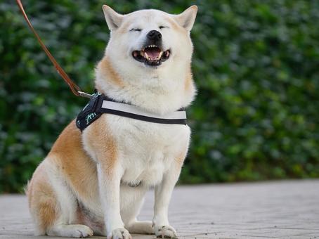 公園散歩中のワンコ（柴犬） 犬,柴犬,中型犬の写真素材