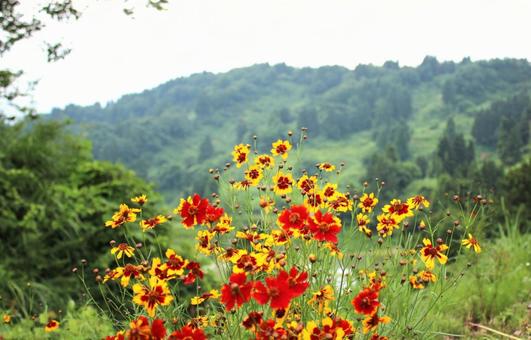 ハルシャギクと山脈 ハルシャギクと山脈の写真