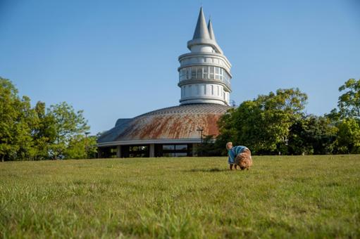 春の公園で遊ぶトイプードル 春の公園で遊ぶトイプードルの写真