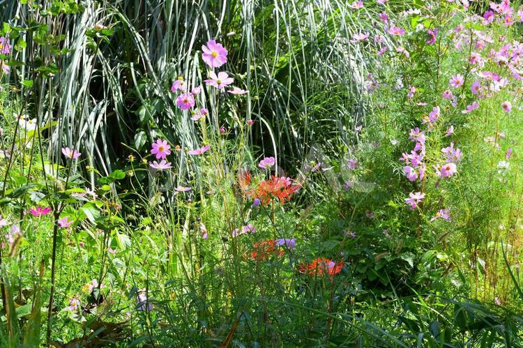 たくさんのコスモスの花 コスモス,秋,植物の写真素材