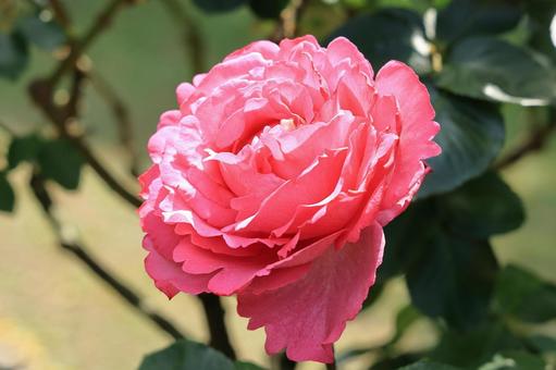 ピンクの薔薇の花(品種:イブピアッチェ) ピンクの薔薇の花(品種:イブピアッチェ)の写真