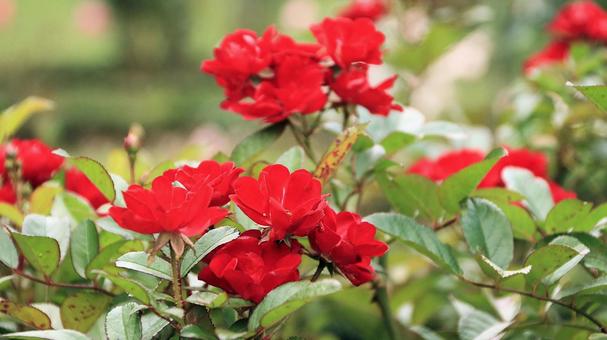 河津バカテル公園　秋バラ 薔薇,秋,花の写真素材