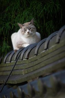 塀の上に座る野良ネコ ネコ,野良ネコ,塀の写真素材