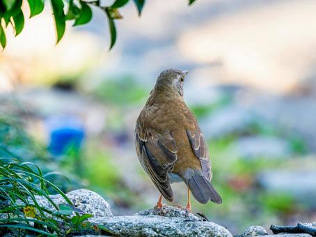 地面を歩くシロハラの写真