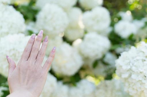 白い花に触れるネイル手元① 白い花に触れるネイル手元①の写真