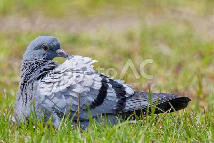 芝生の上で羽繕いをするカワラバト カワラバト,河原鳩,ドバトの写真素材