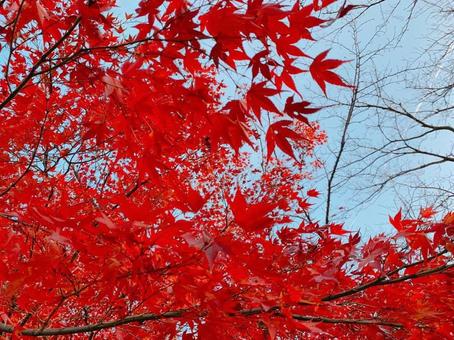 紅葉 紅葉の写真
